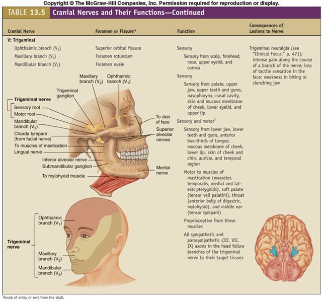 trigeminal nerve.jpg